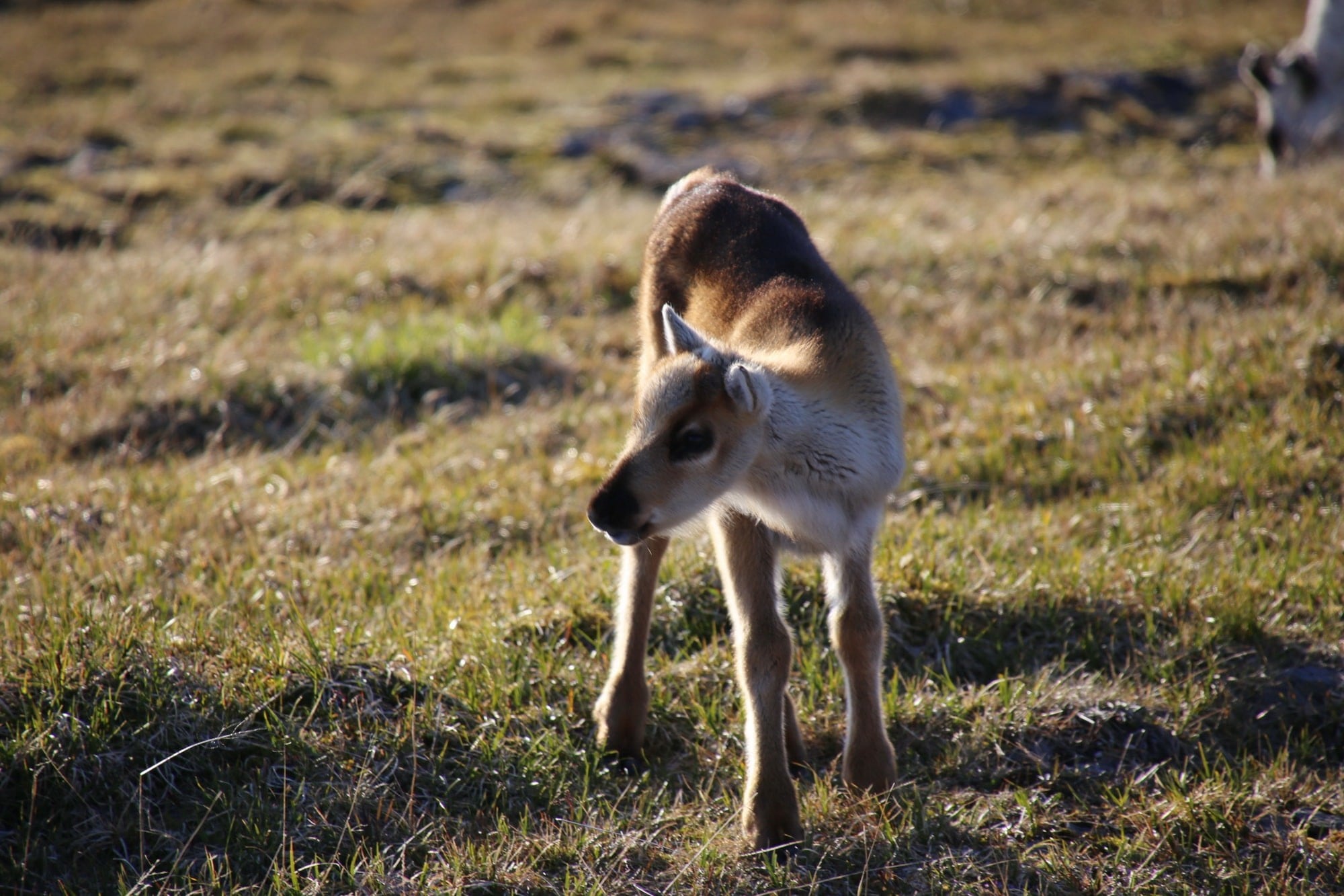 Check out our information about our reindeer under "Services 2"
